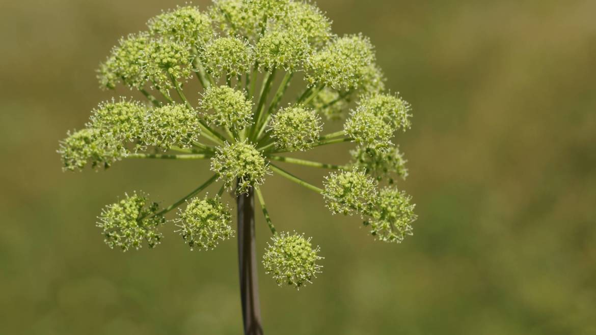 Angelica (Angelica archangelica)