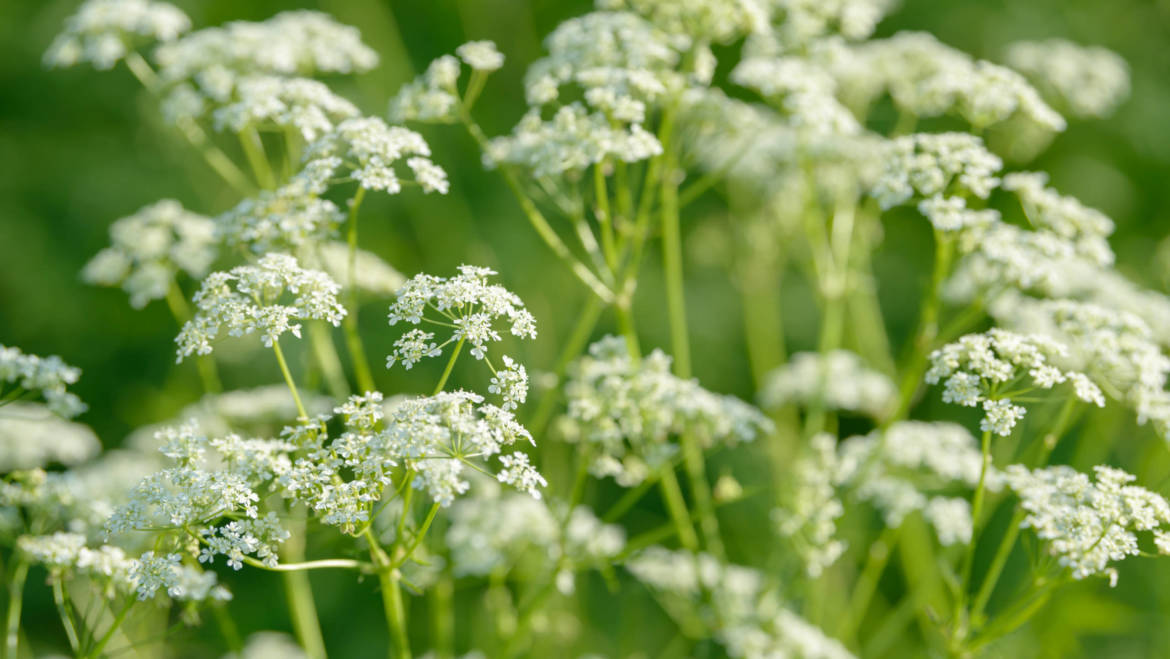 Anise (Pimpinella anisum)