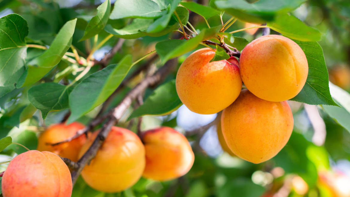 Apricot Kernel (Prunus armeniaca)