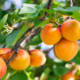Apricot Kernel (Prunus armeniaca)