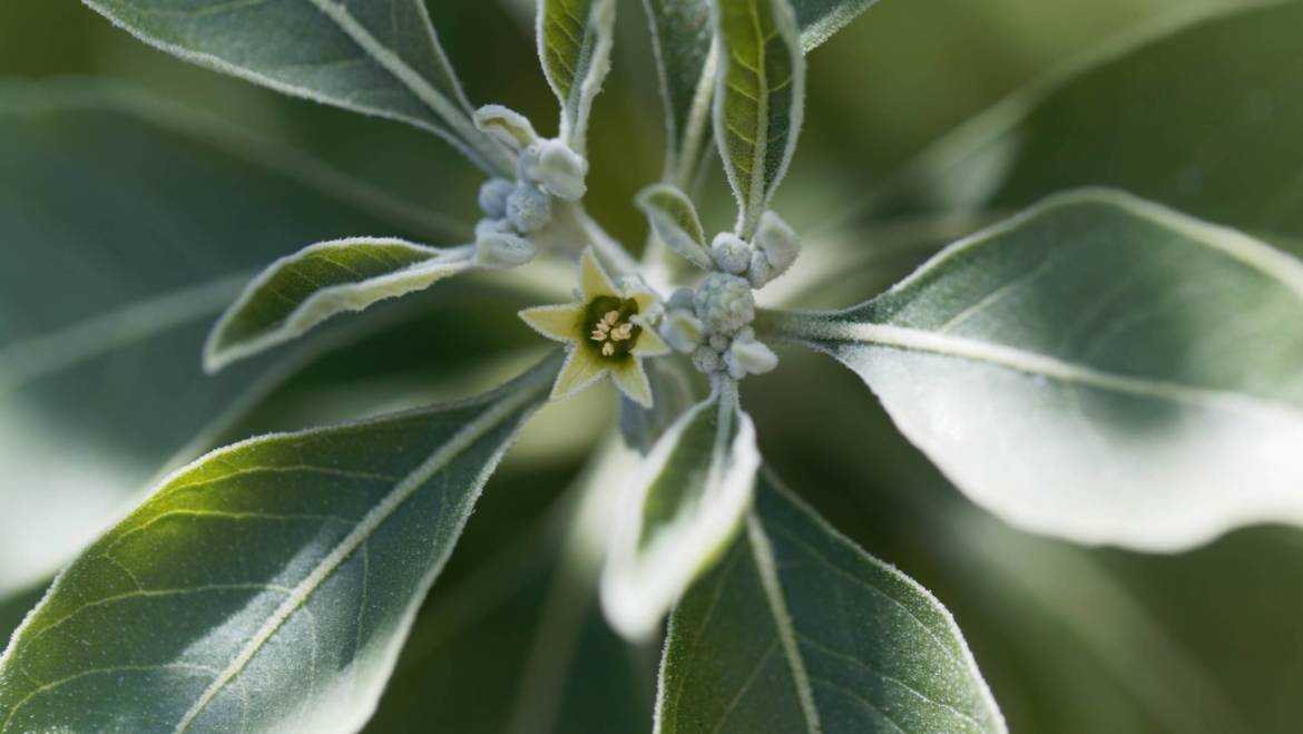 Ashwagandha (Withania somnifera)