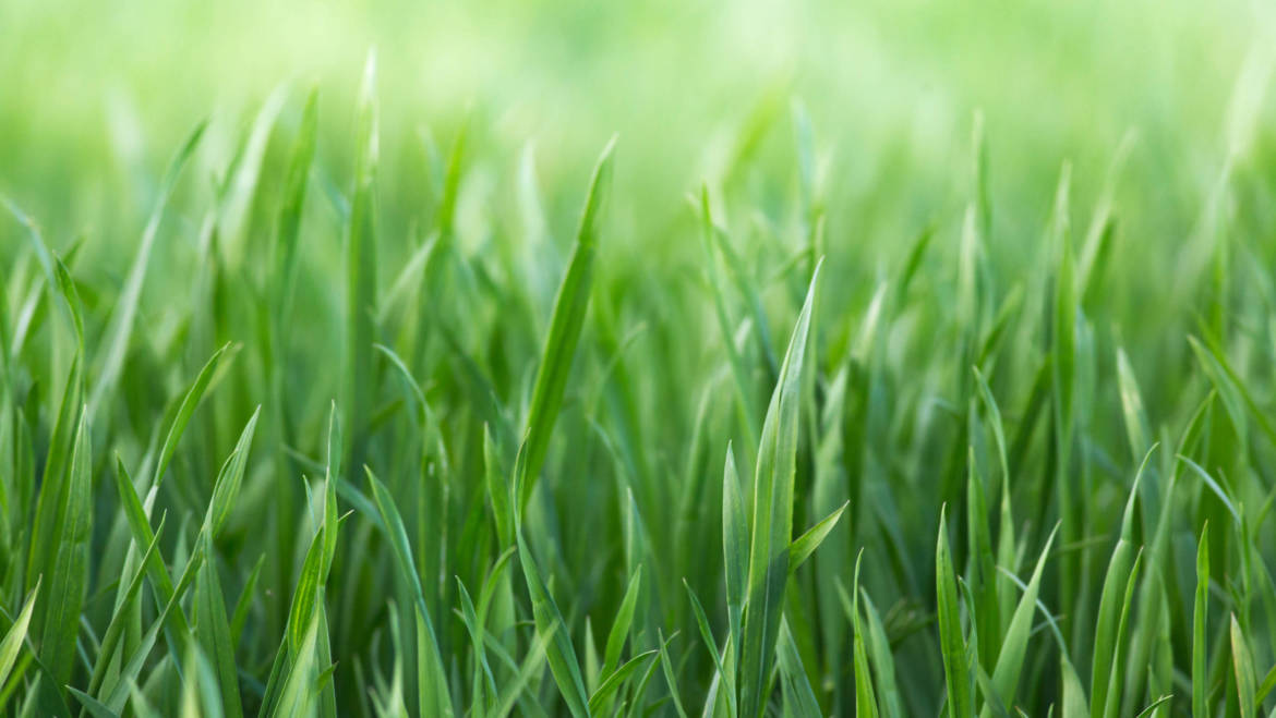Barley Grass (Hordeum vulgare)