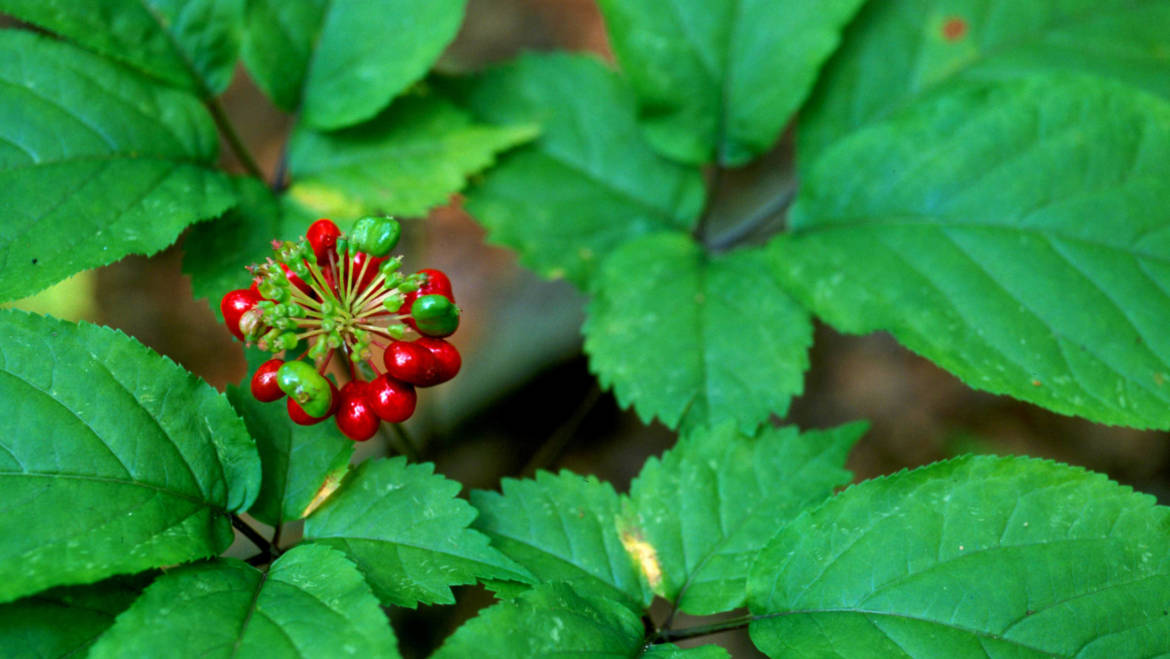 American Ginseng (Panax quinquefolius)