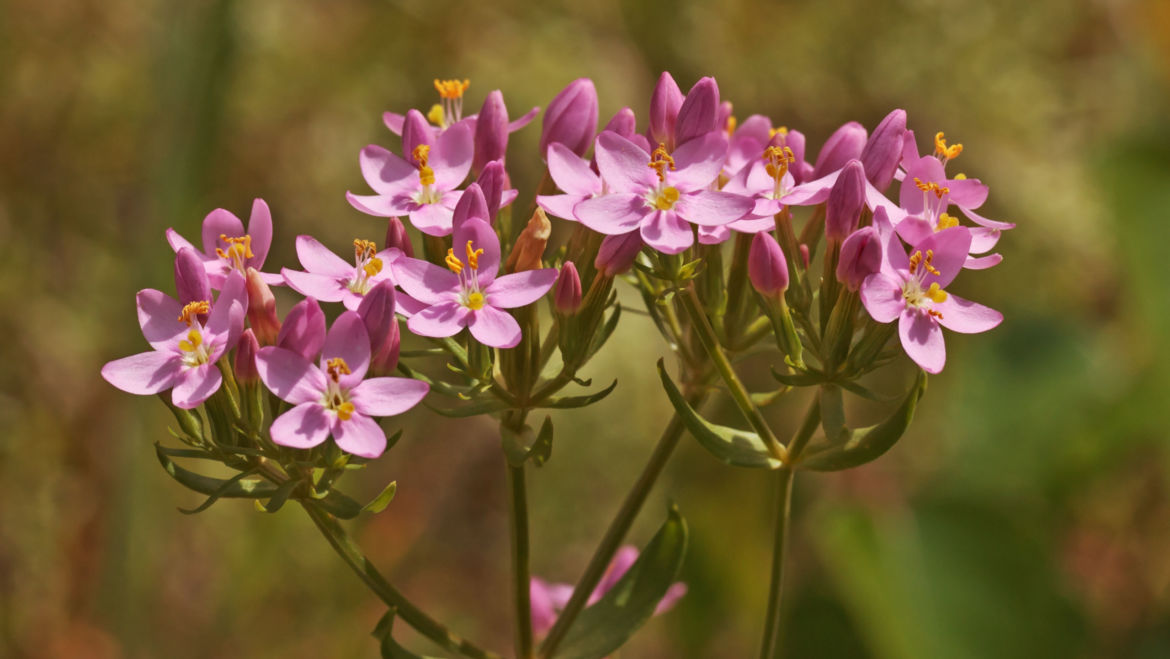 Centaury (Centaurium erythraea)