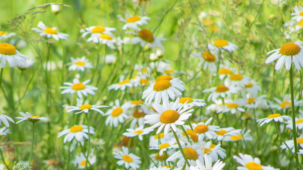 Chamomile (Matricaria recutita)