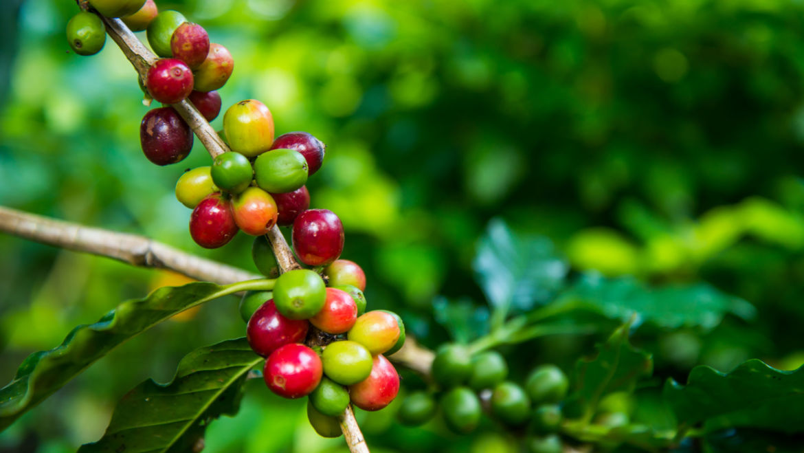 Coffee (Coffea arabica)