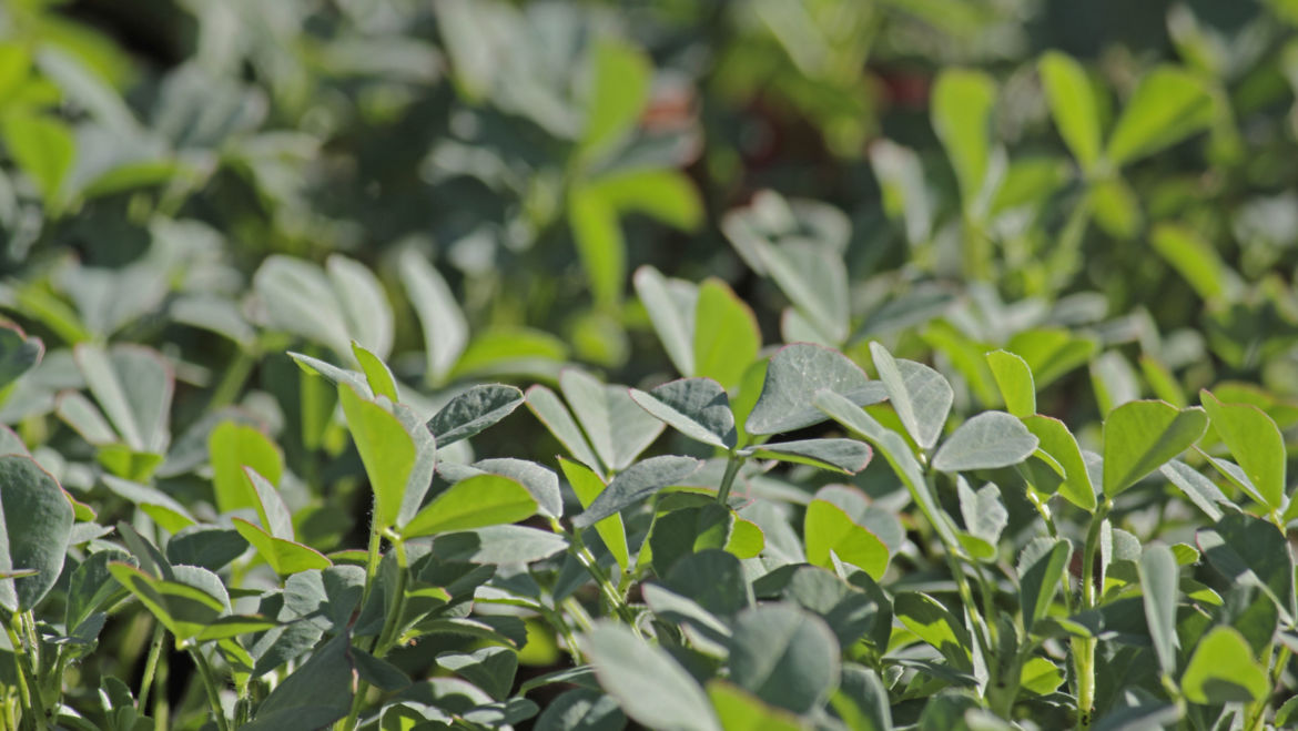 Fenugreek (Trigonella foenum-graecum)