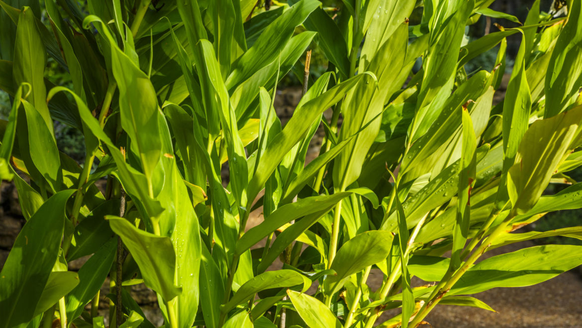 Ginger (Zingiber officinale)