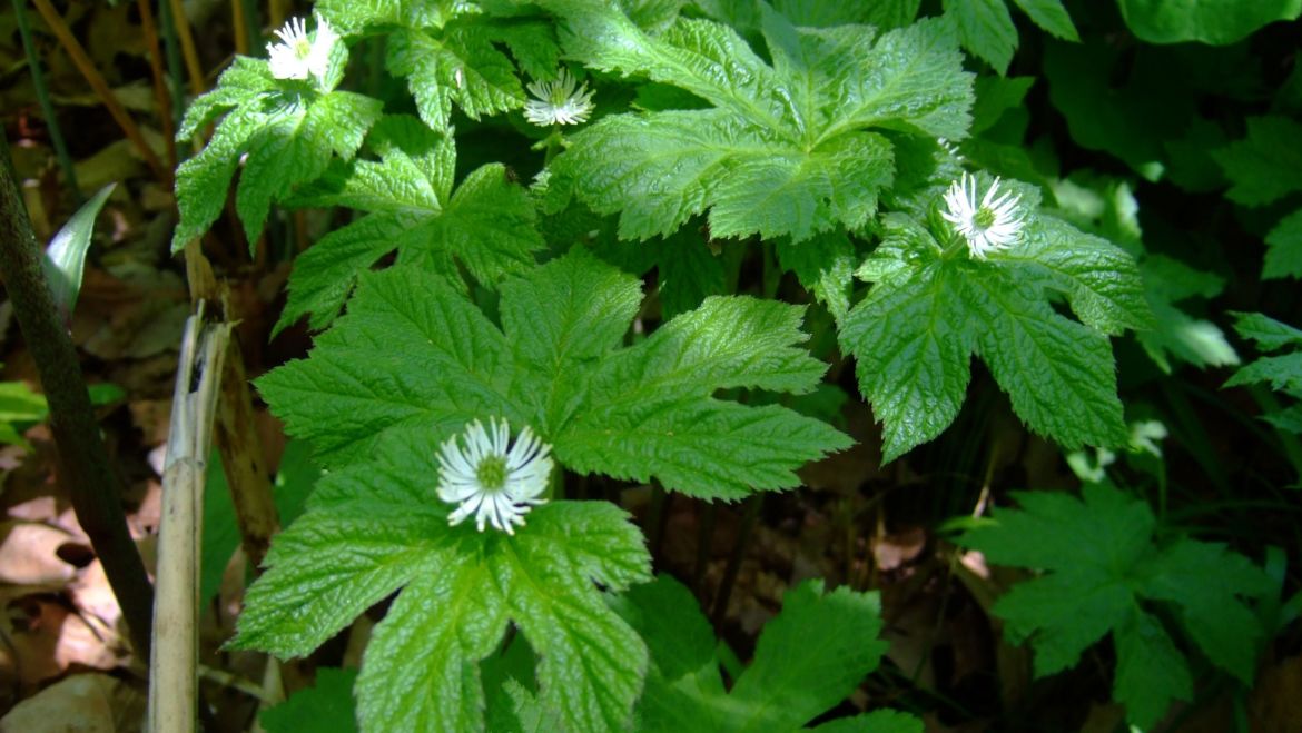 Goldenseal (Hydrastis canadensis)