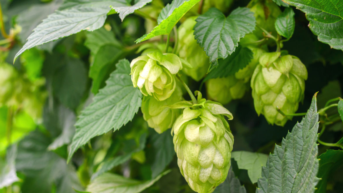 Hops (Humulus lupulus)