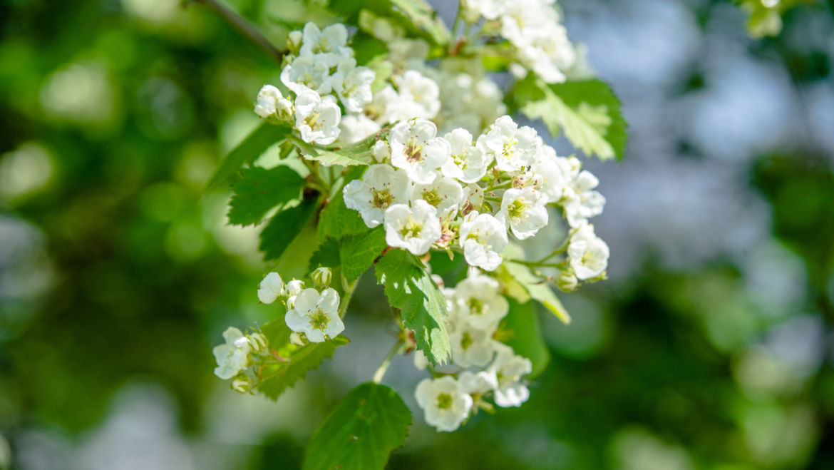 Hawthorn Leaf (Crataegus laevigata)