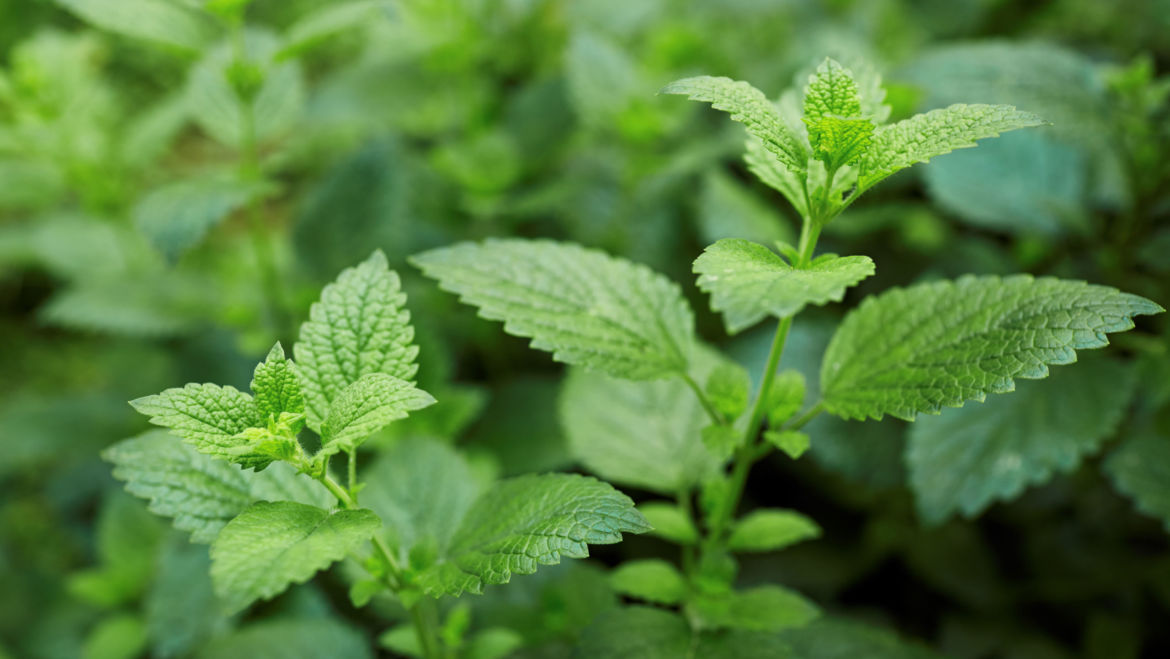 Lemon Balm (Melissa officinalis)