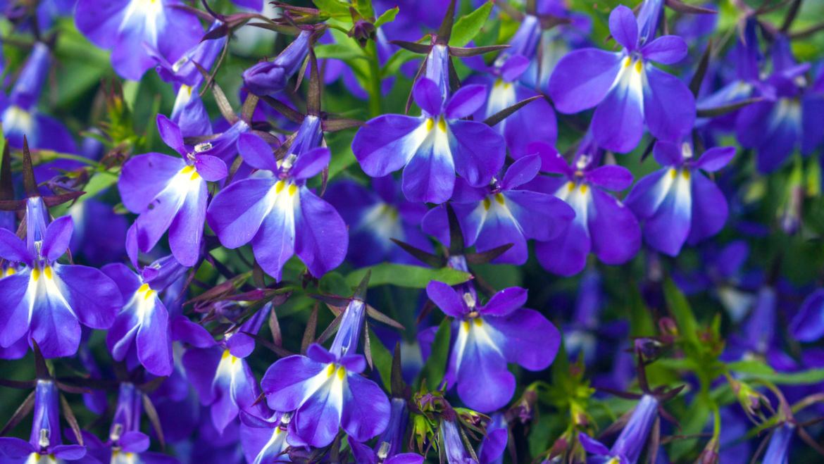 Lobelia (Lobelia inflata)