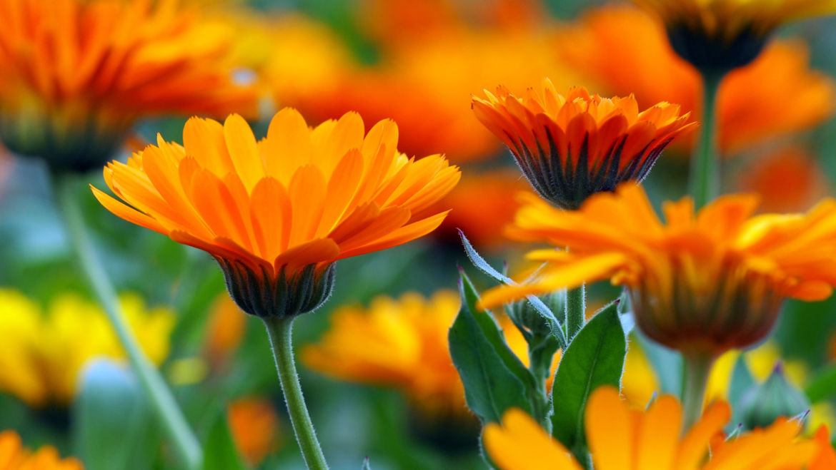 Marigold (Calendula officinalis)