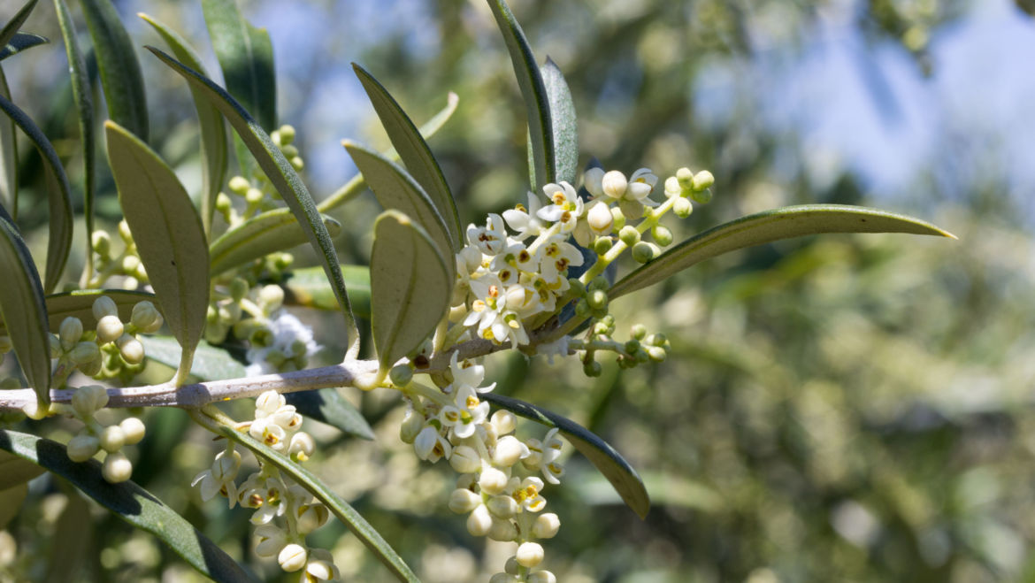 Olive Leaf (Olea europaea)
