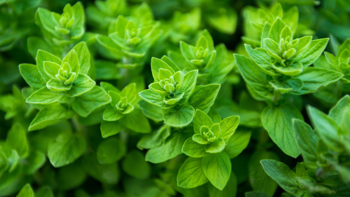 Oregano (Origanum vulgare)