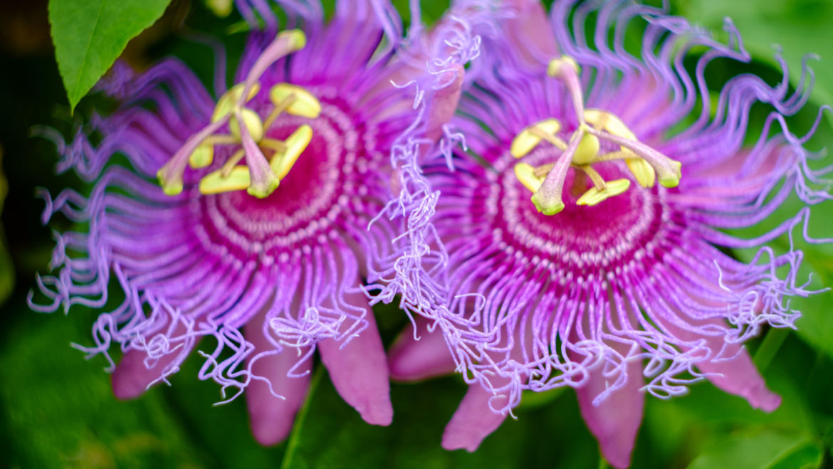 Passionflower (Passiflora incarnata)