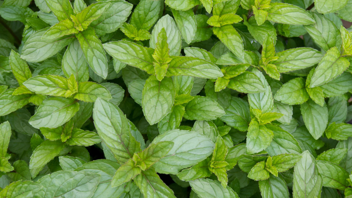 Peppermint (Mentha x piperita)