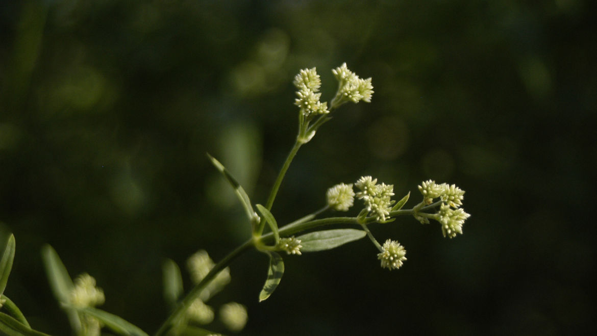 Suma (Pfaffia paniculata)