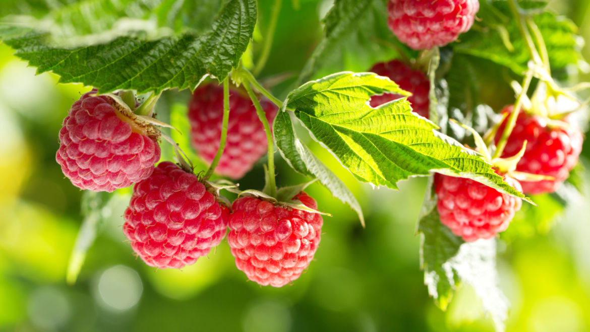 Red Raspberry Leaf (Rubus idaeus)