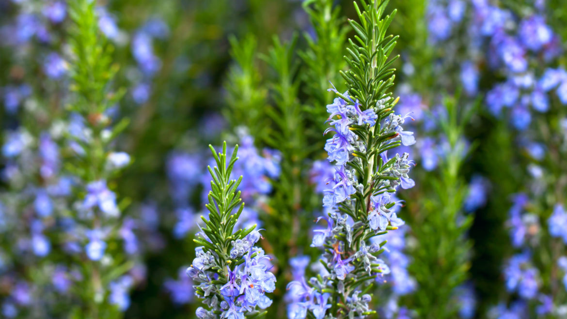 Rosemary (Rosmarinus officinalis)