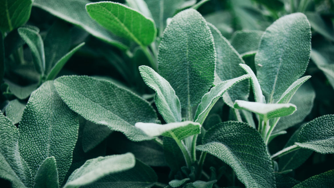 Sage (Salvia officinalis)