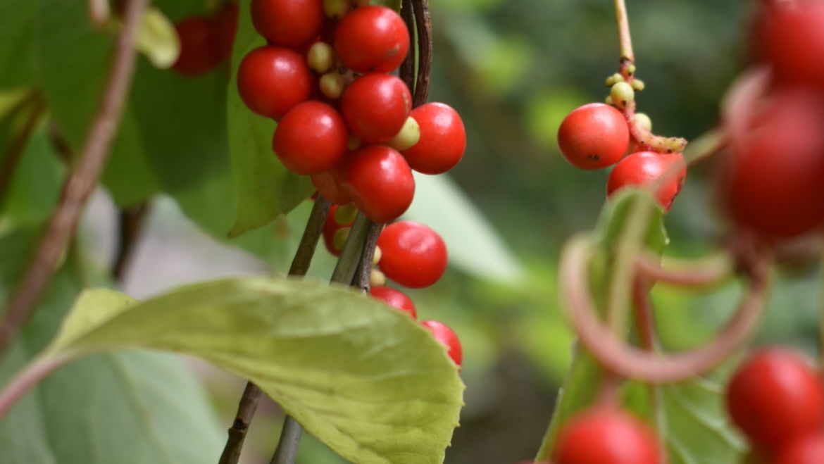 Schisandra (Schisandra chinensis)