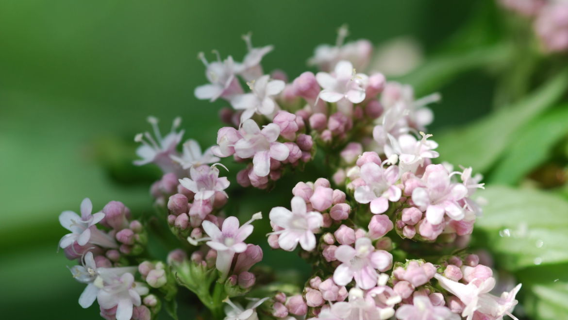 Valerian (Valeriana officinalis)