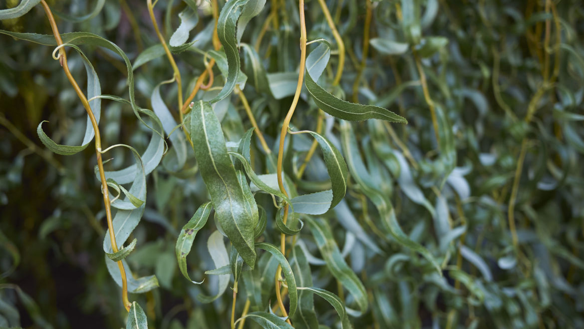 White Willow (Salix alba)