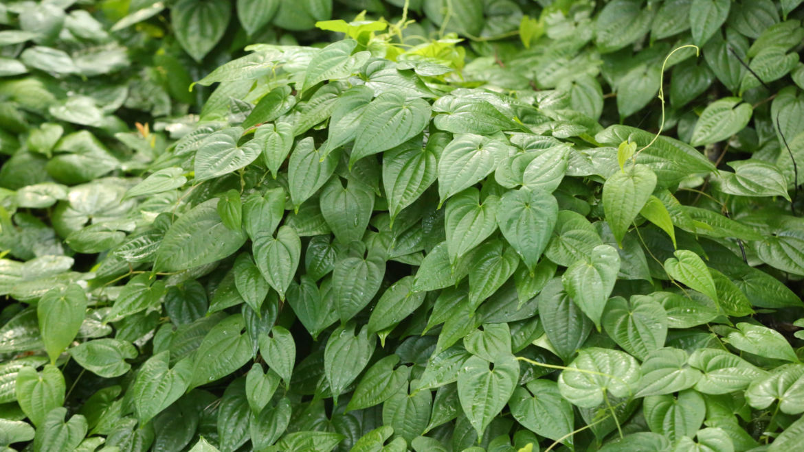 Wild Yam (Dioscorea villosa)