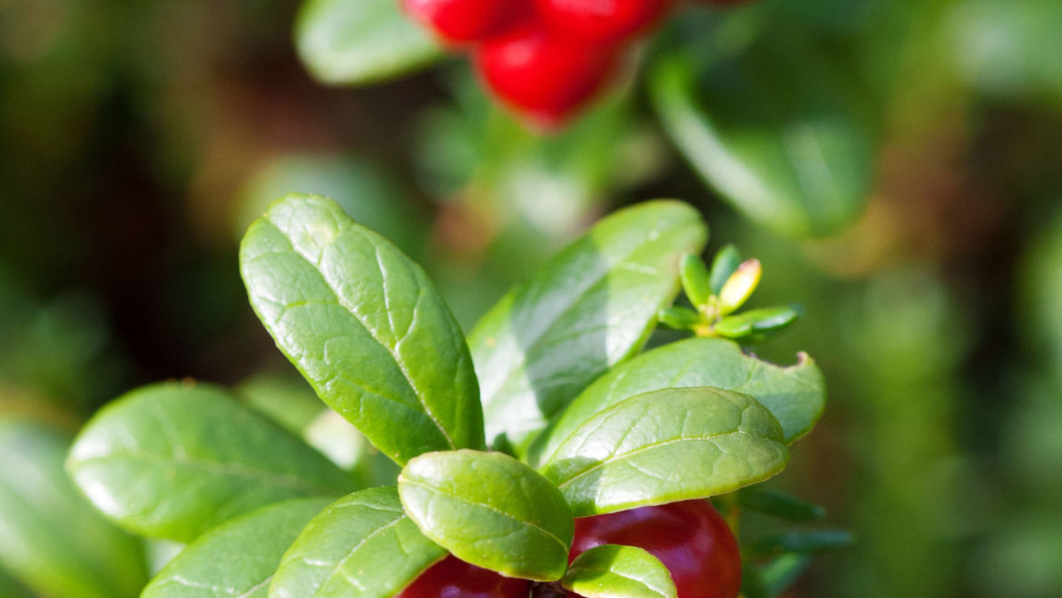 Cranberry (Vaccinium macrocarpon)