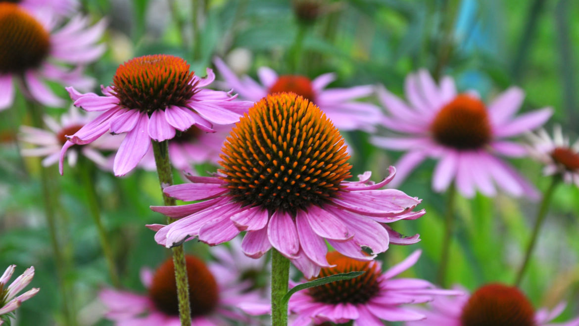 Echinacea (Echinacea augustifolia)