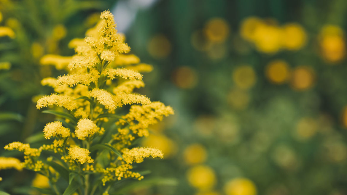 Goldenrod (Solidago gigantea)