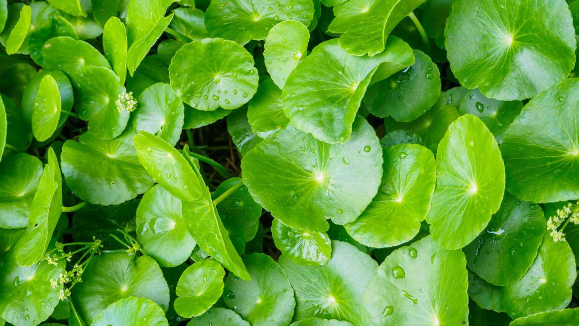 Gotu Kola (Centella asiatica)