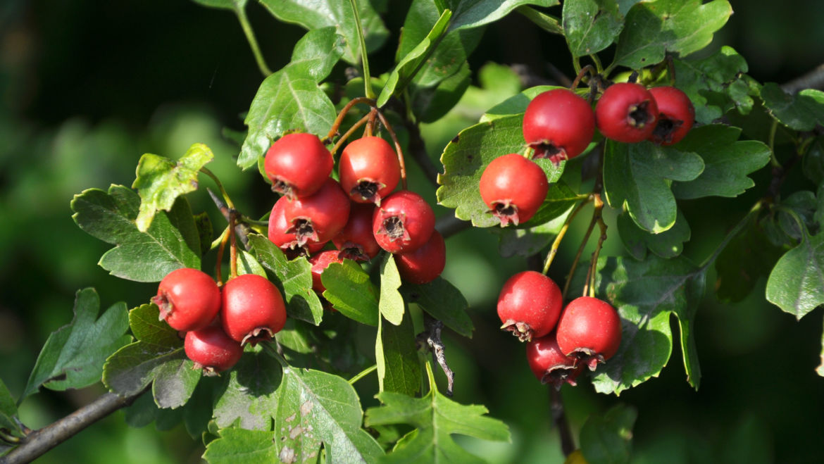 Hawthorn Berry (Crataegus monogyna)