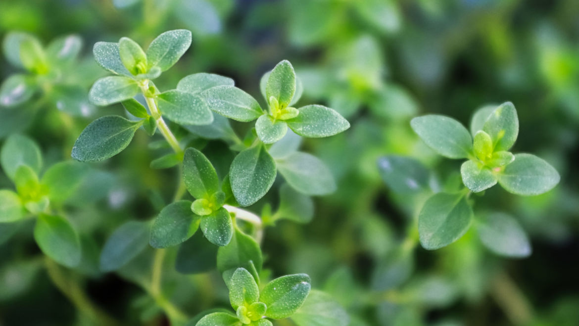 Thyme (Thymus vulgaris)